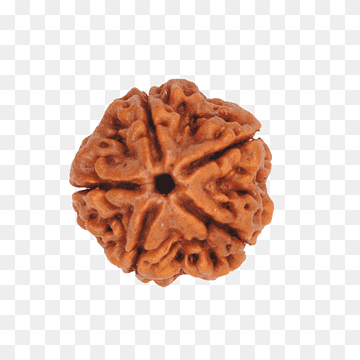Rudraksha